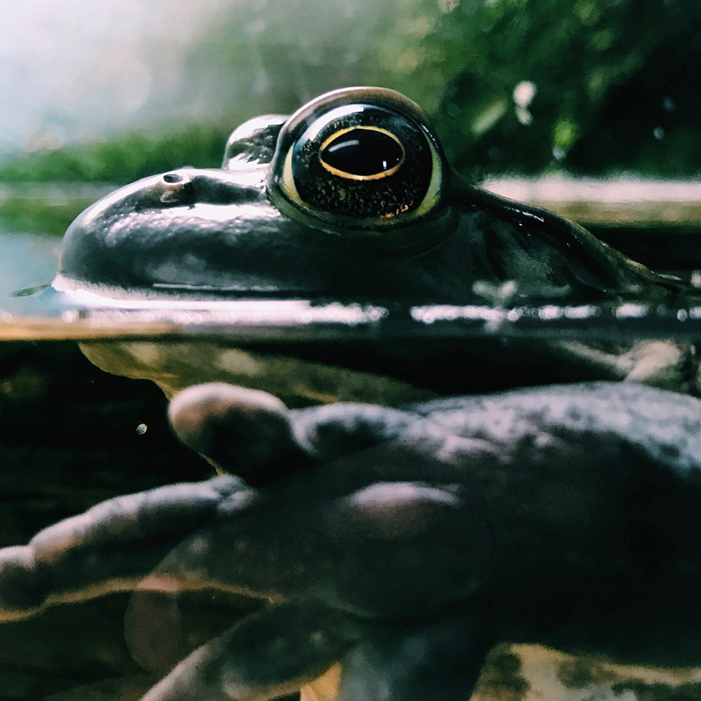 10-fehler-beim-teich-reinigen