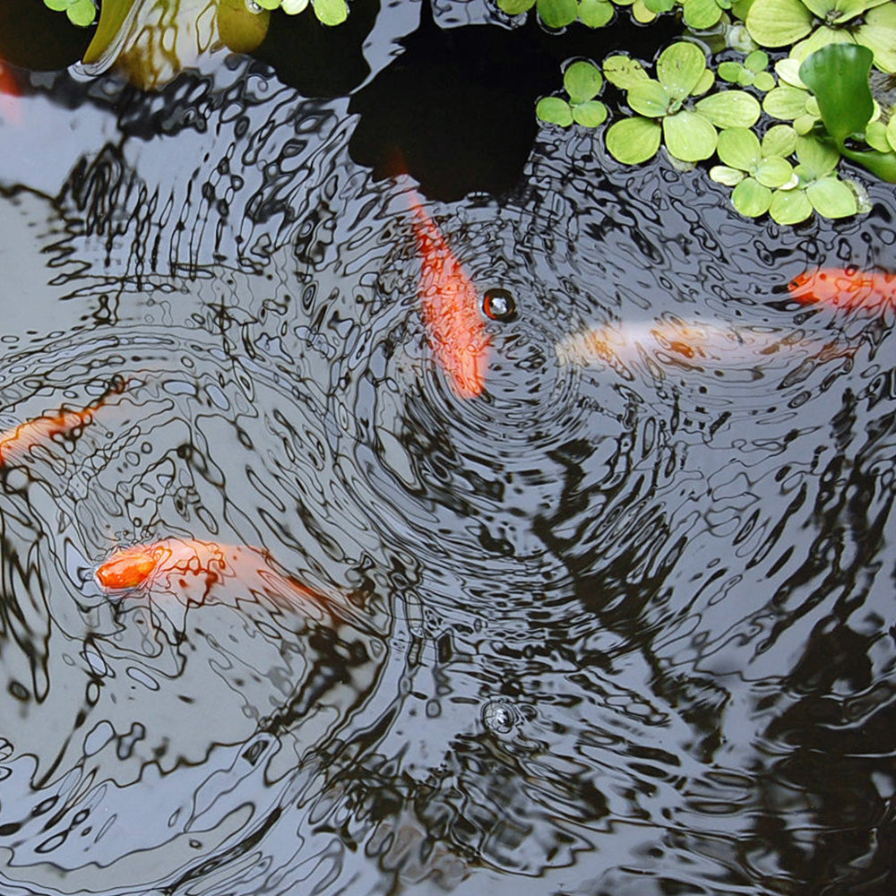 Neun-Gartenteich-Arten