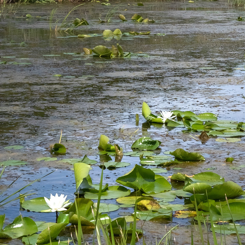 algen-im-teich-entfernen-und-bekaempfen-01