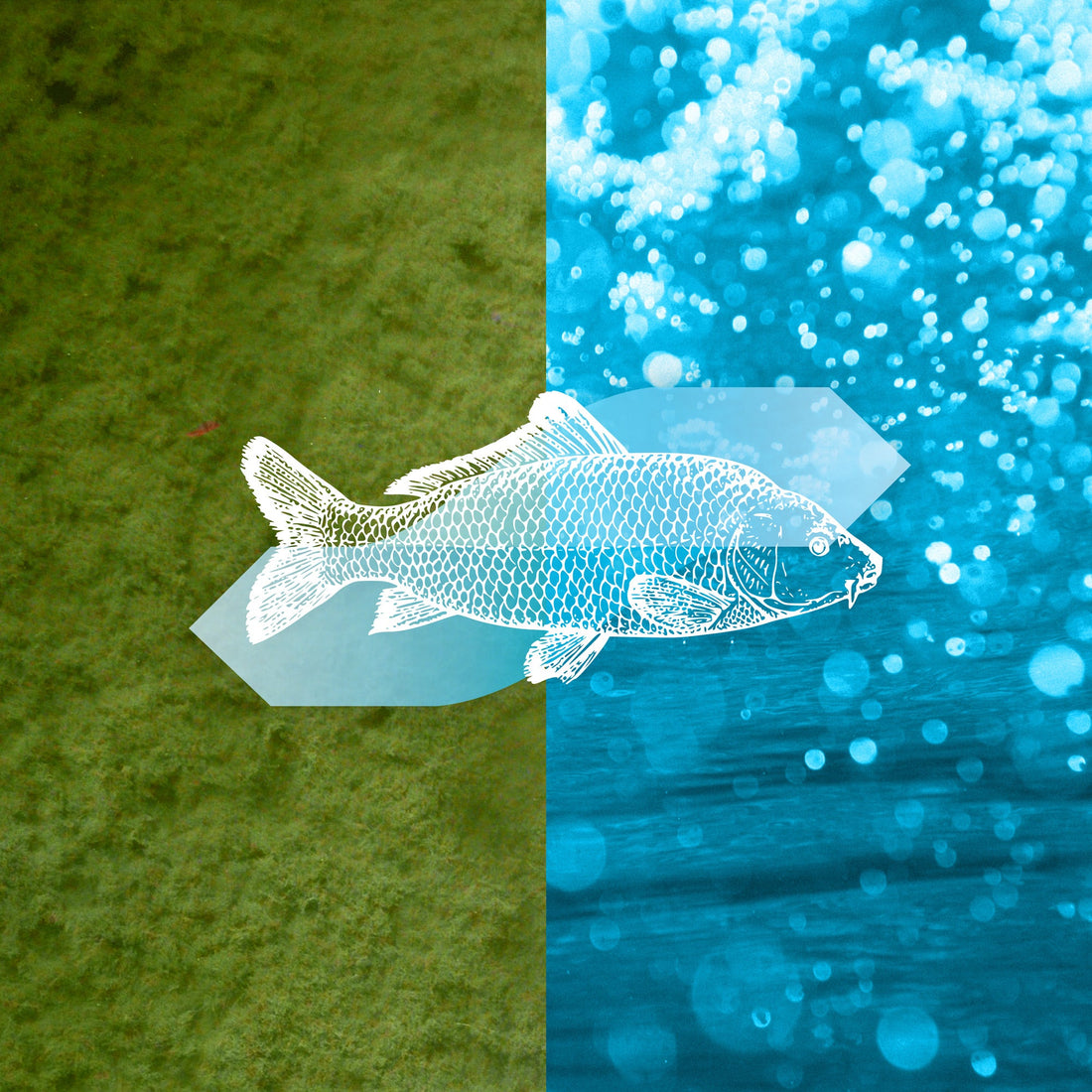 algenfressende-fische