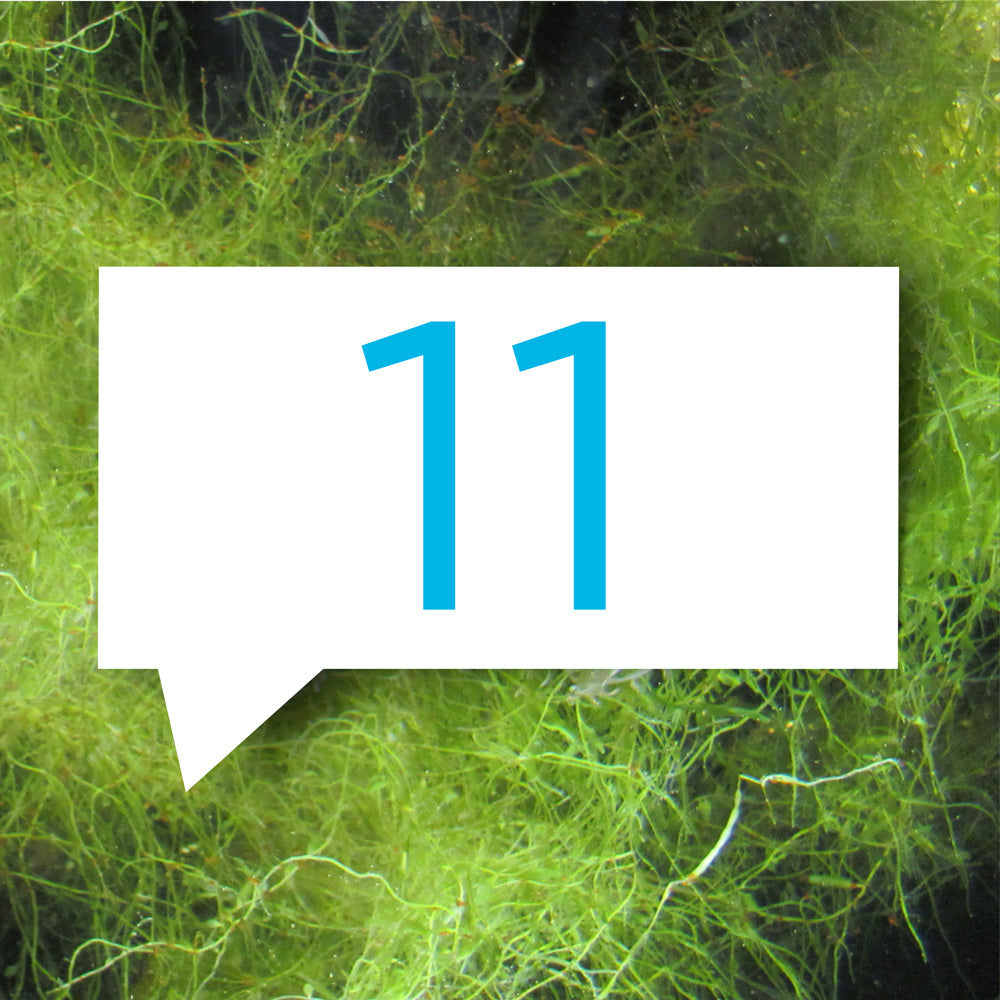 blauteich-ratgeber-11-gruende-fuer-fadealgen