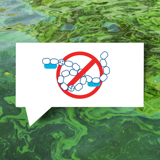 blauteich-ratgeber-blaualgen-im-teich