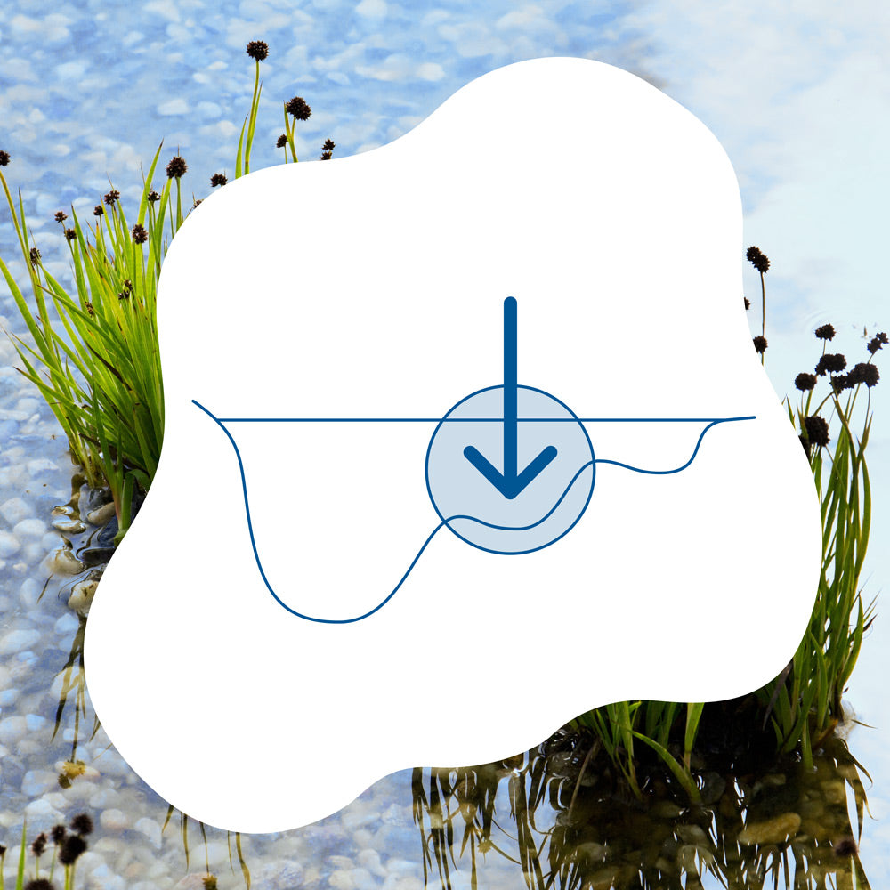 blauteich-ratgeber-die-flachwasserzone-im-teich