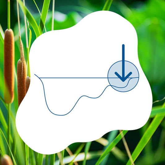 blauteich-ratgeber-die-uferzone-im-teich