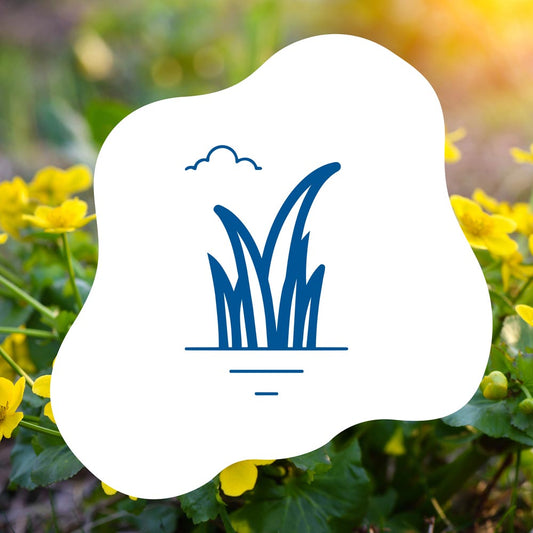 blauteich-ratgeber-einheimische-pflanzen-im-teich-vorteile-auswahl