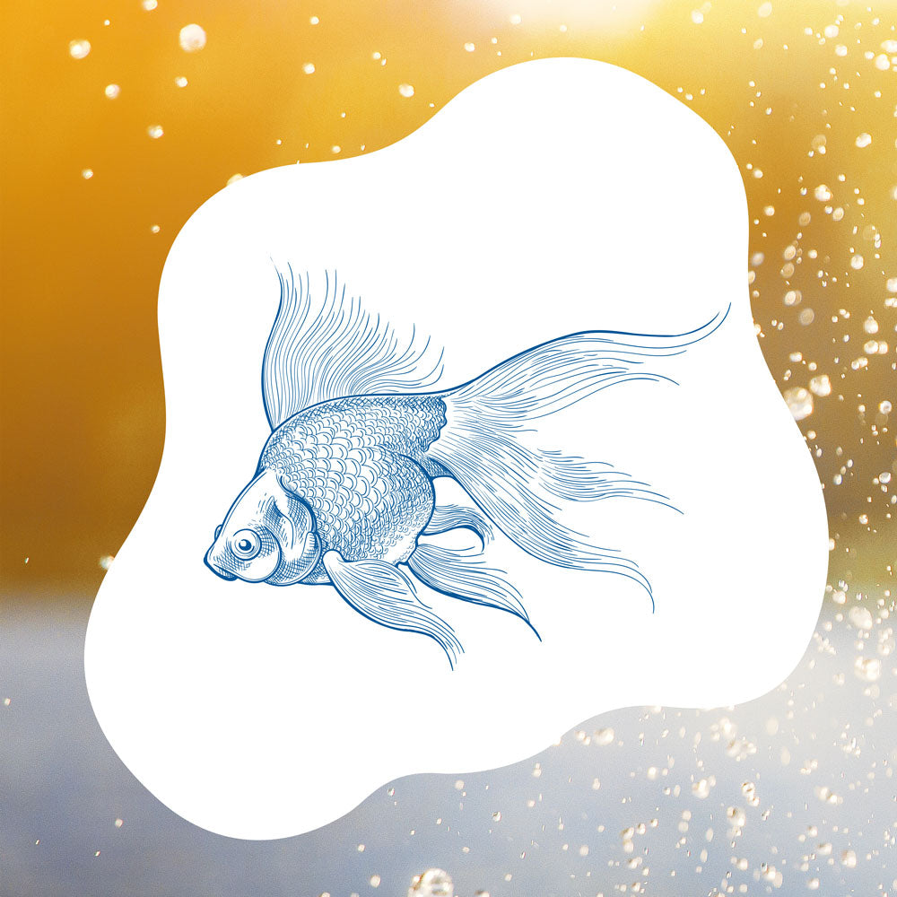 blauteich-ratgeber-goldfische-im-teich-klassiker-unter-den-teichfischen