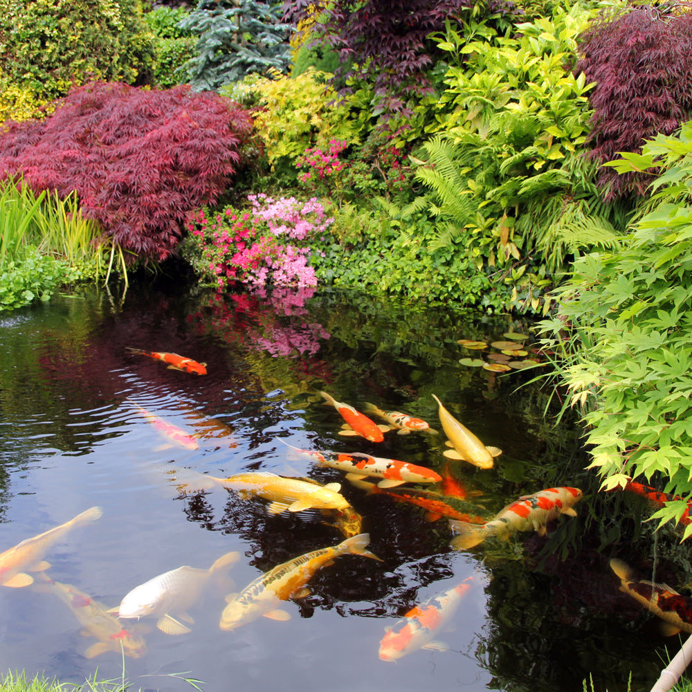 blauteich-ratgeber-koiteich-anlegen