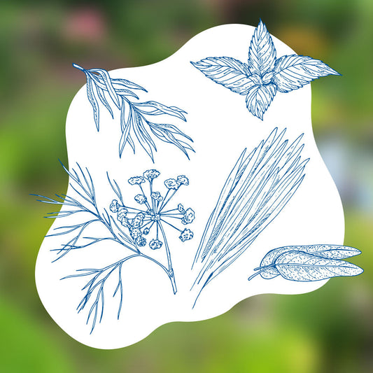 blauteich-ratgeber-kraeuter-am-und-im-gartenteich-anbauen