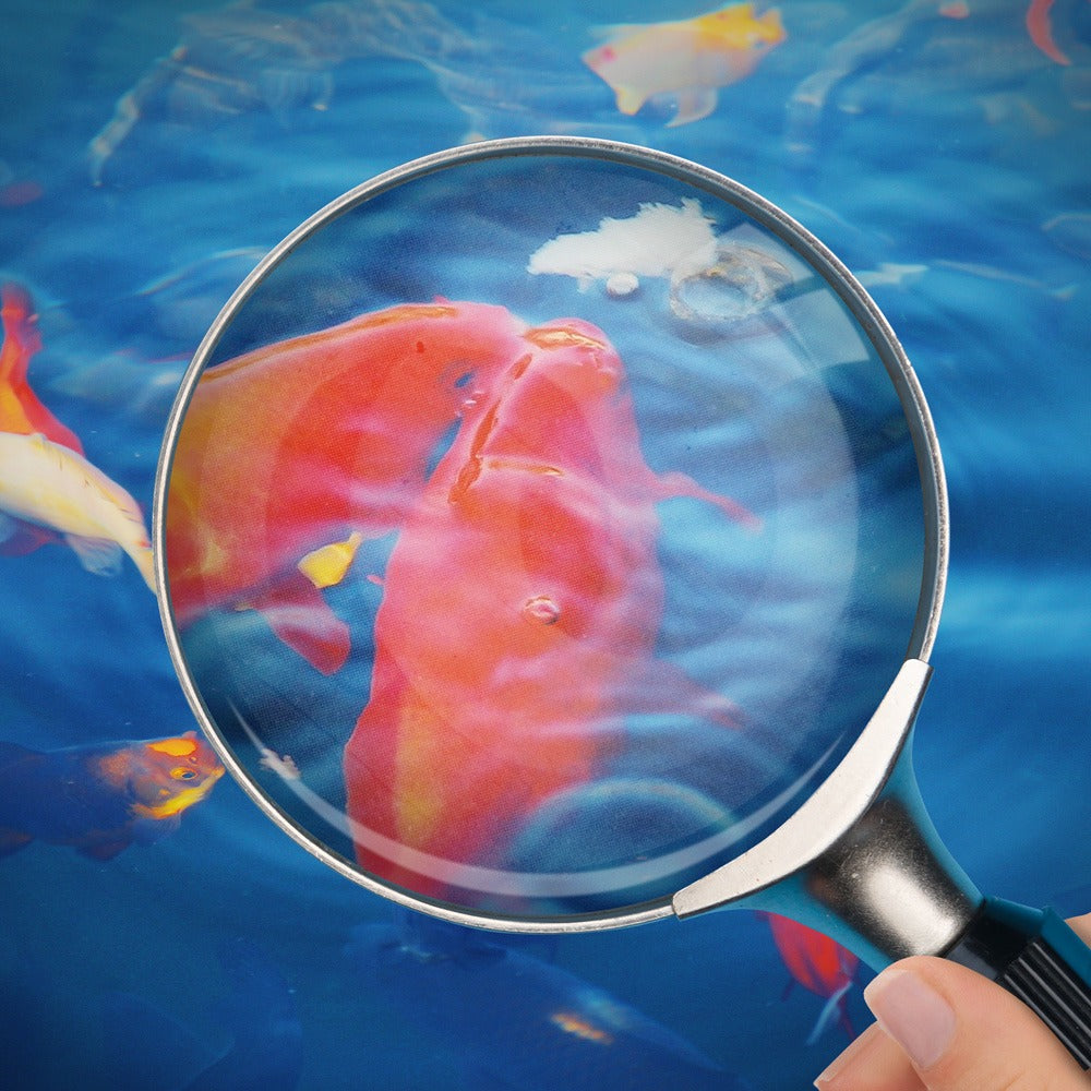 blauteich-ratgeber-krankheiten-teichfische