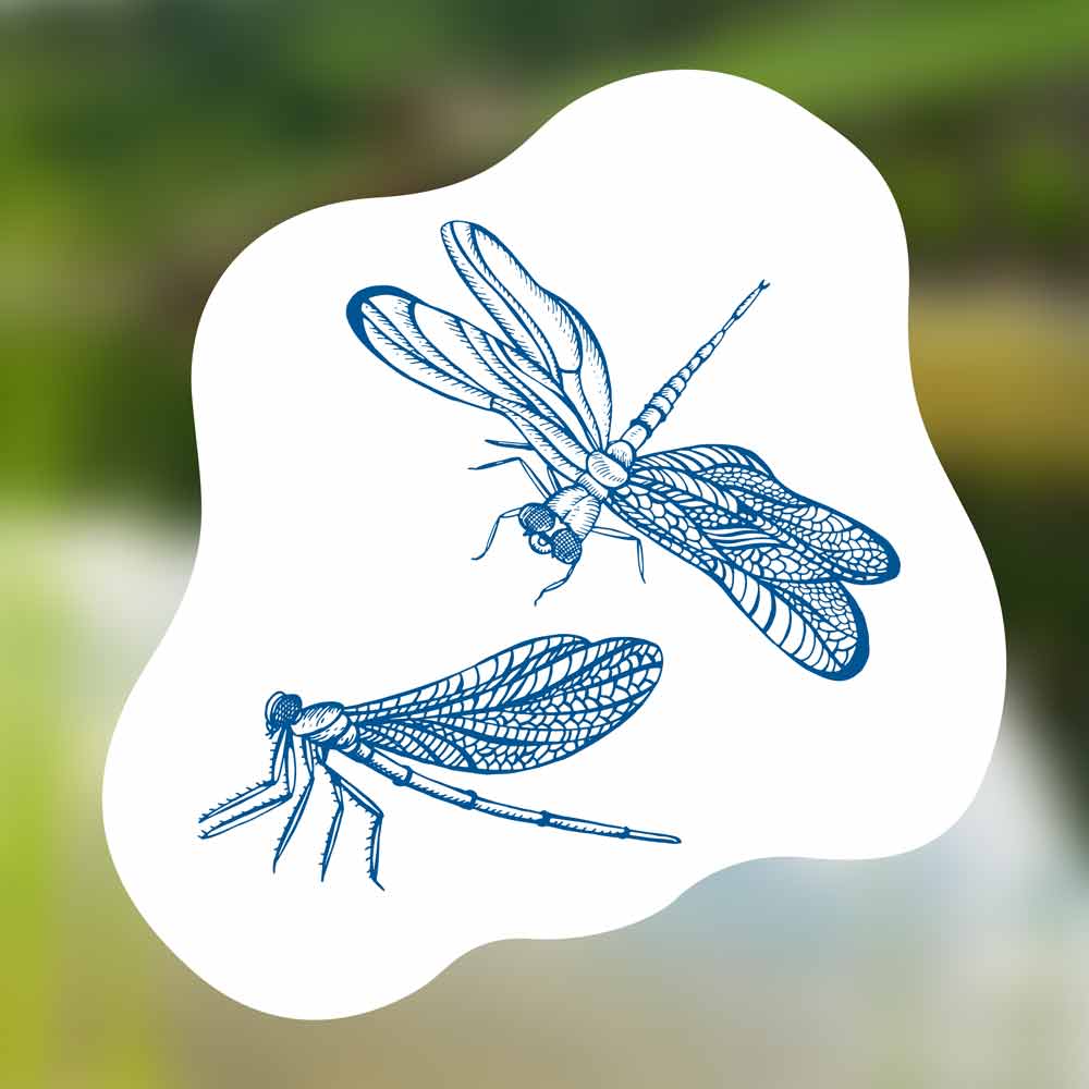 blauteich-ratgeber-libellen-am-gartenteich