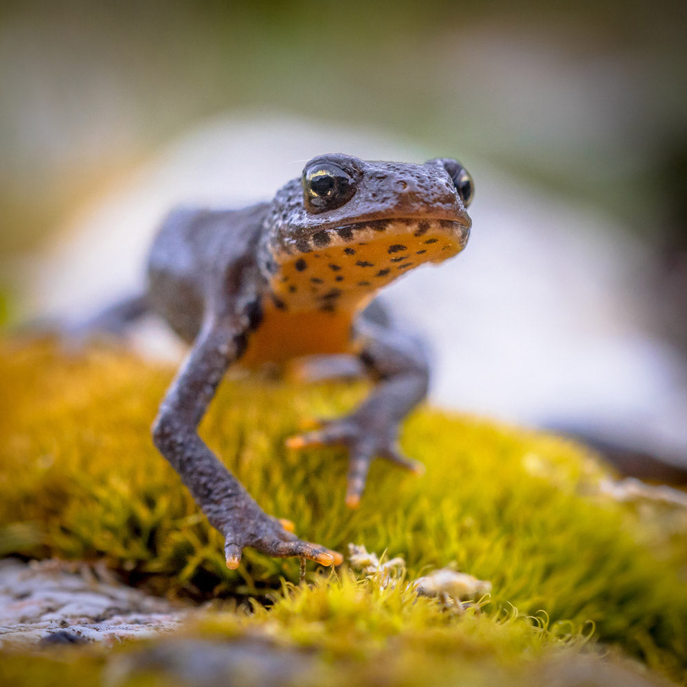 blauteich-ratgeber-molche-im-gartenteich-ansiedeln