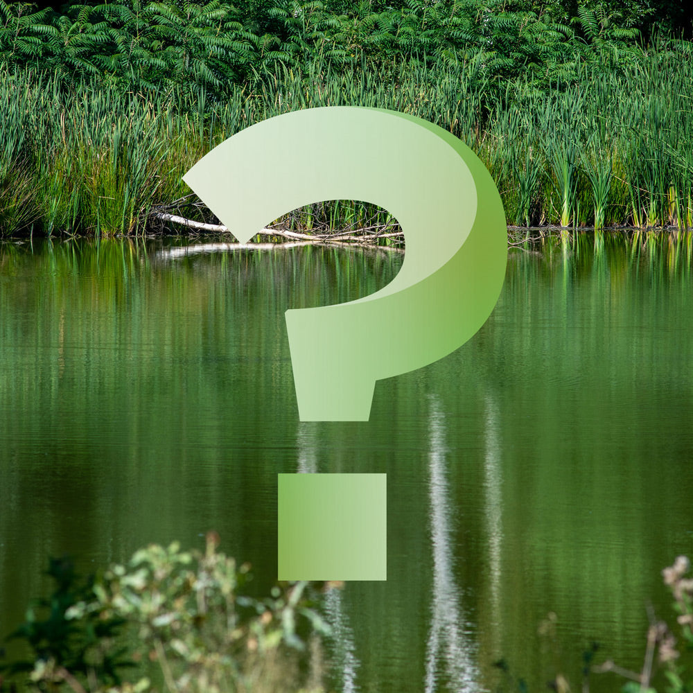 blauteich-ratgeber-teichwasser-ist-gekippt