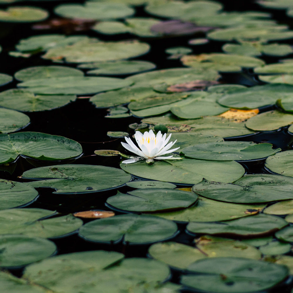 die-zehn-groessten-teichmythen