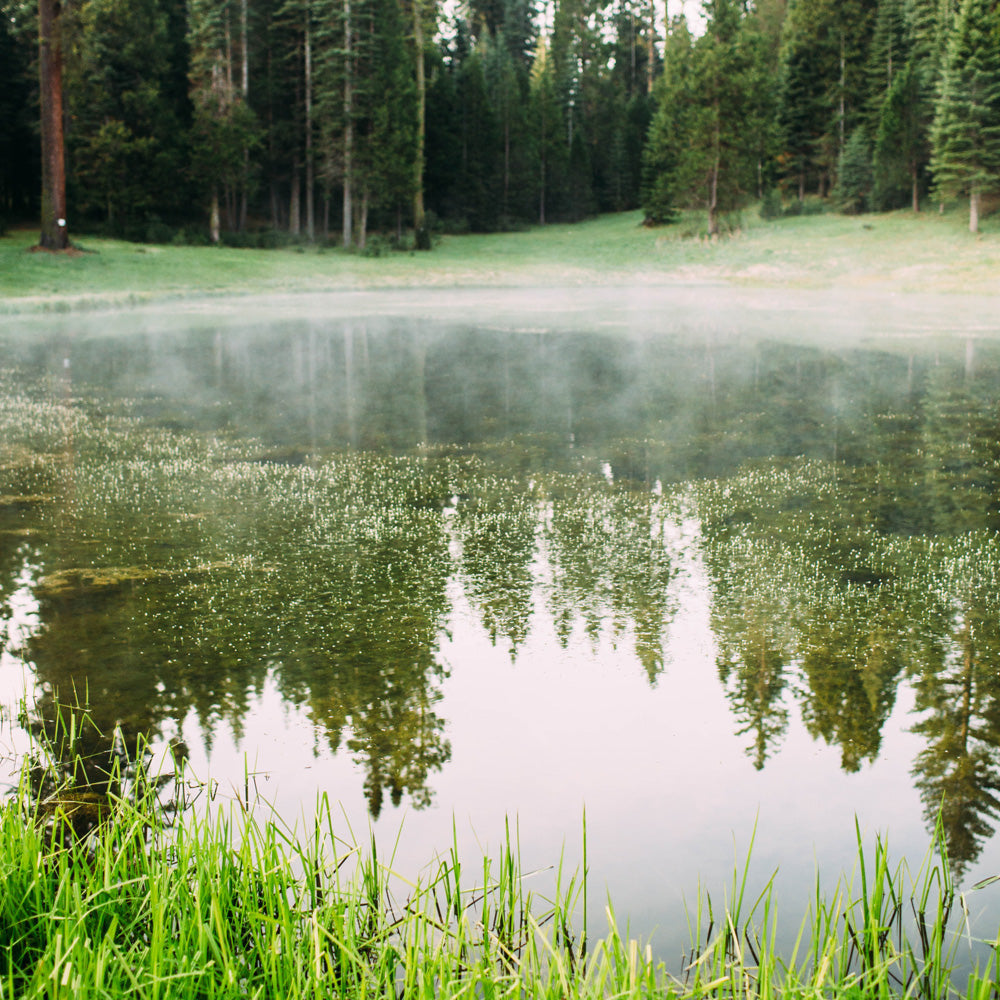 ein-naturteich-ohne-technik