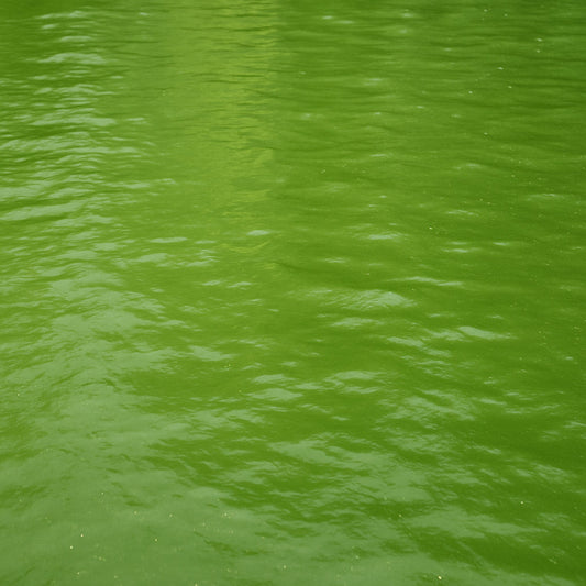 Teich bleibt trotz Filter grün – die 7 häufigsten Ursachen