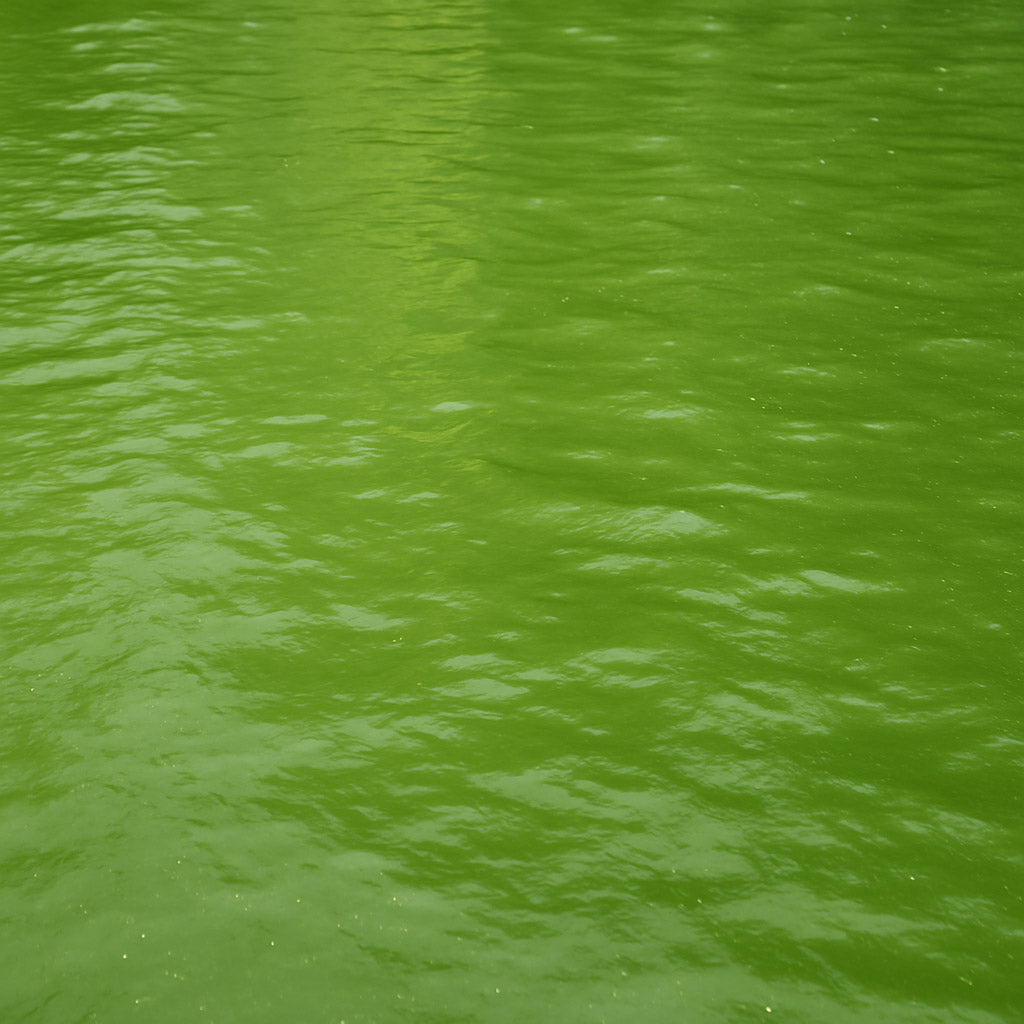 Teich bleibt trotz Filter grün – die 7 häufigsten Ursachen