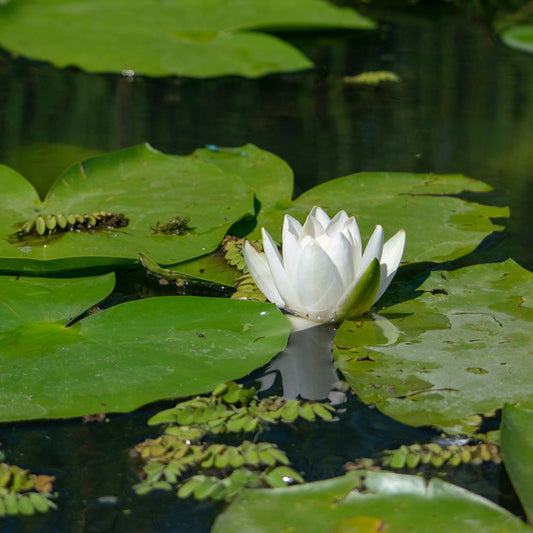 teichgestaltung-teich-sinnvoll-bepflanzen-01