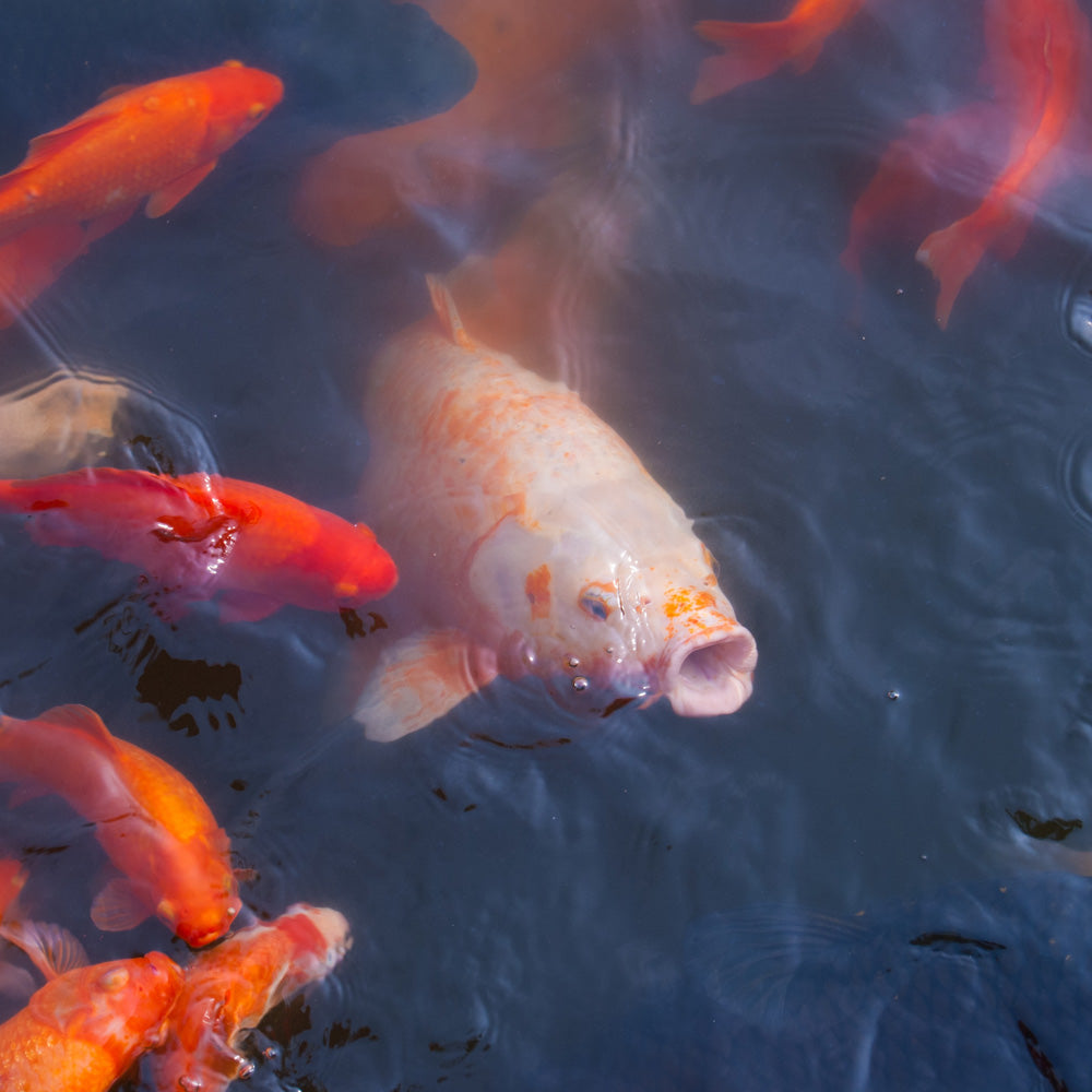 welches-koifutter-ist-das-richtige