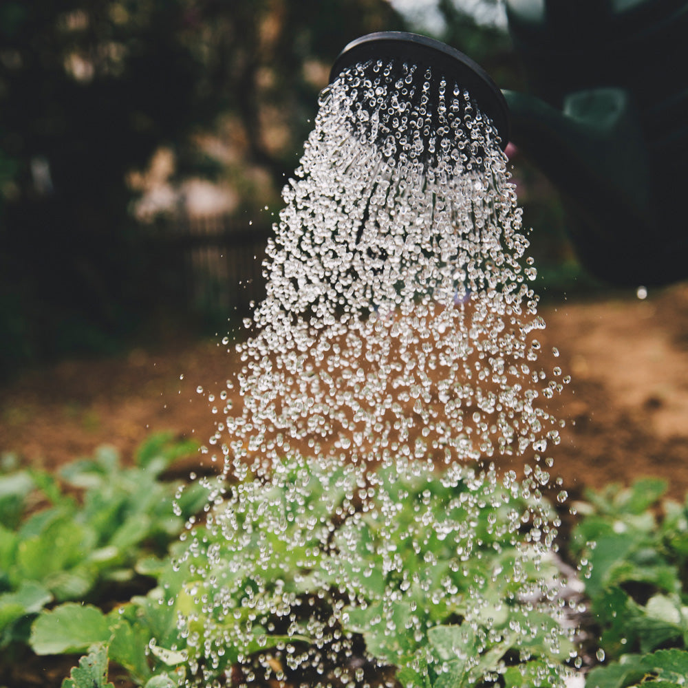 wohin-mit-dem-abgepumpten-teichwasser