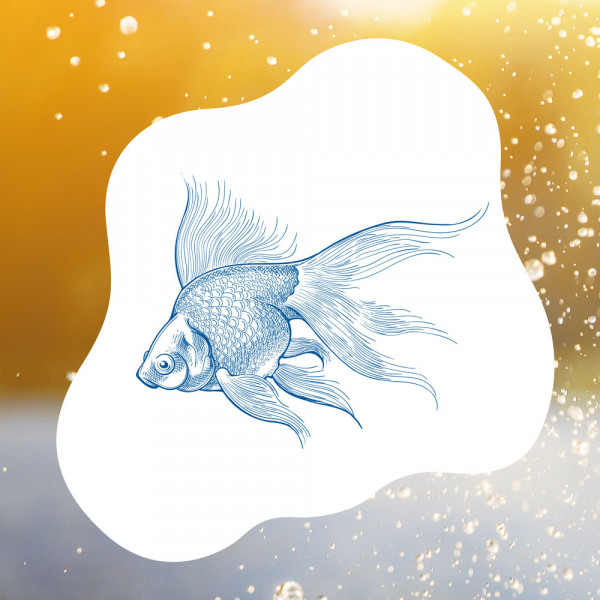 blauteich-ratgeber-goldfische-im-teich-klassiker-unter-den-teichfischen