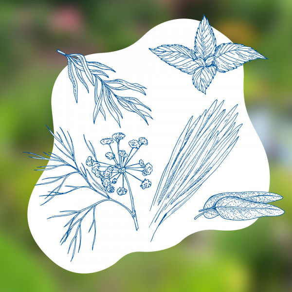 blauteich-ratgeber-kraeuter-am-und-im-gartenteich-anbauen