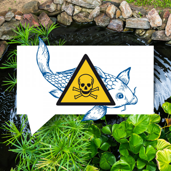 blauteich-ratgeber-vergiftungen-bei-fischen