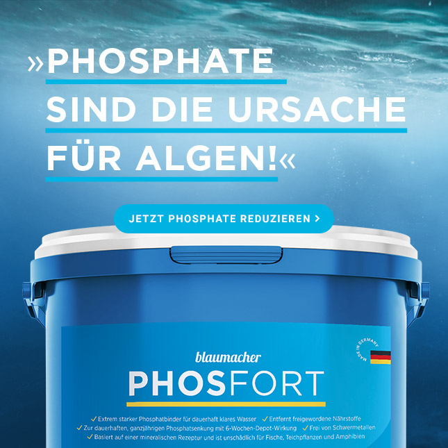 Phosphate sind die Ursache für Fadenalgen