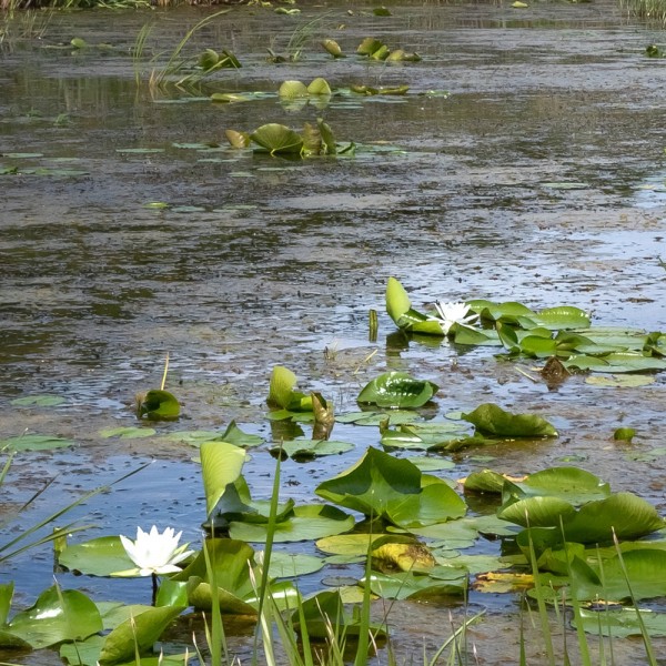 algen-im-teich-entfernen-und-bekaempfen-01