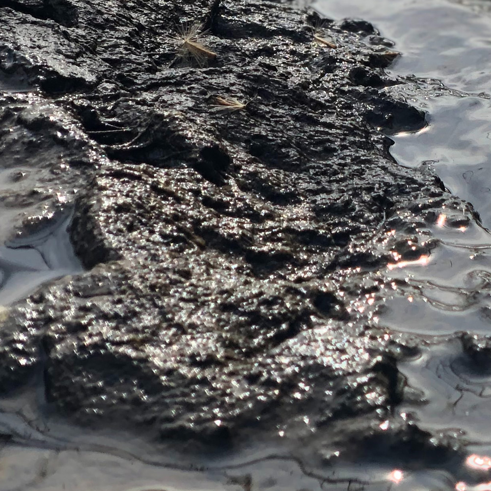 Wohin mit dem abgesaugten Teichschlamm? blauteich.de