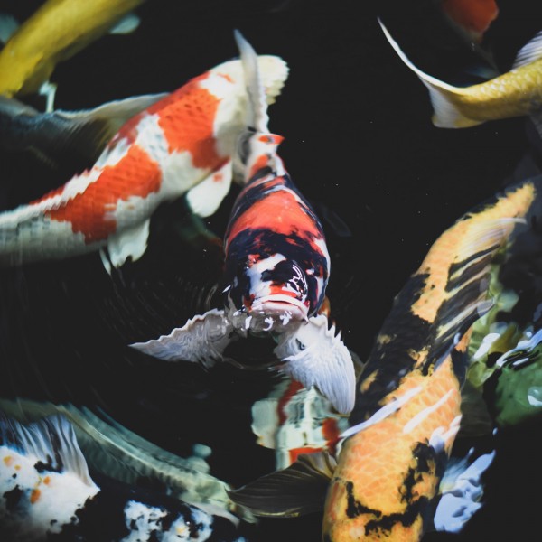9-fischarten-fuer-ihren-fischteich