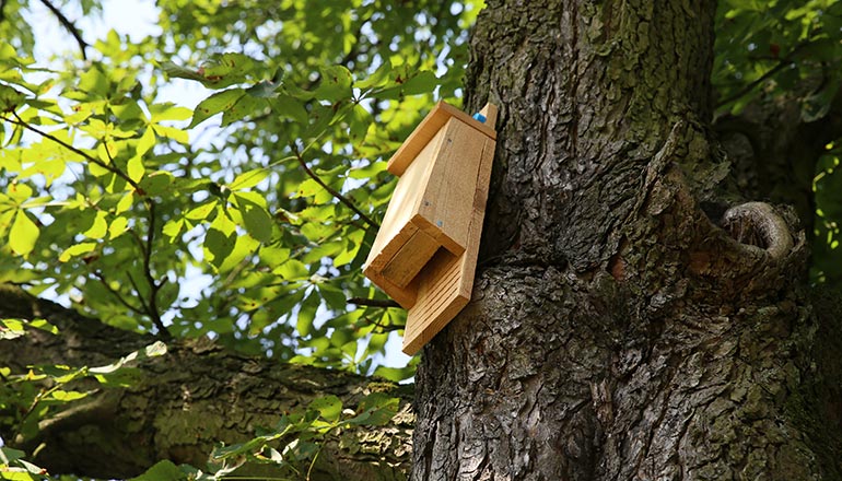Fledermauskasten an einem Baum