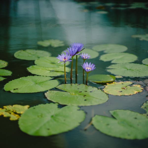 wie-reinige-ich-meinen-schwimmteich-01