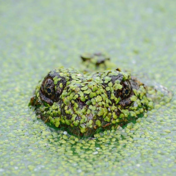 wie-oft-und-wann-muessen-sie-ihren-teich-reinigen
