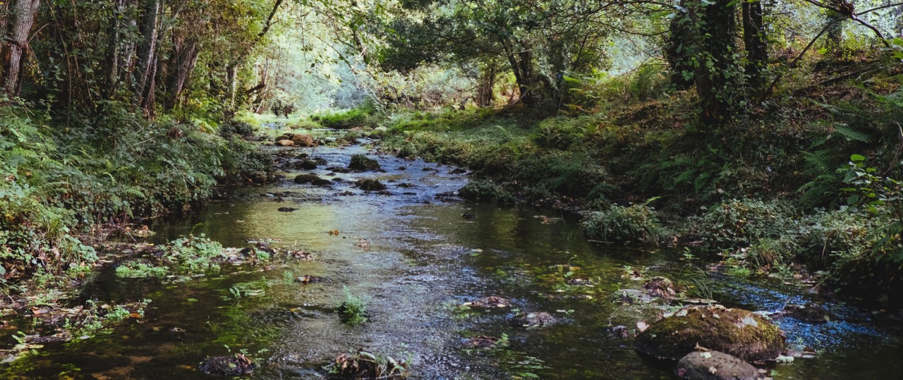 Ein Naturbach in einem idyllischen Wald