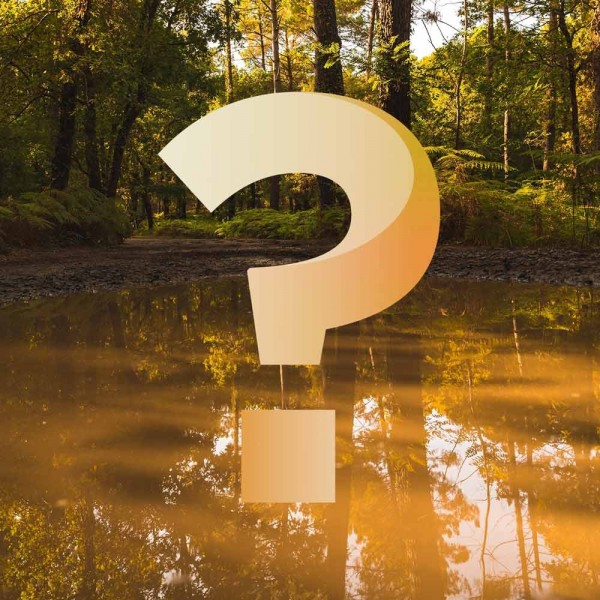 blauteich-ratgeber-warum-ist-das-wasser-im-teich-braun