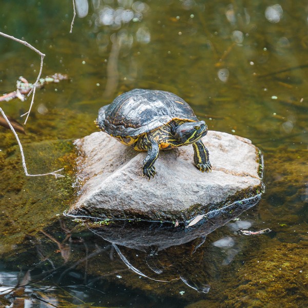 wasserschildkroeten-im-gartenteich