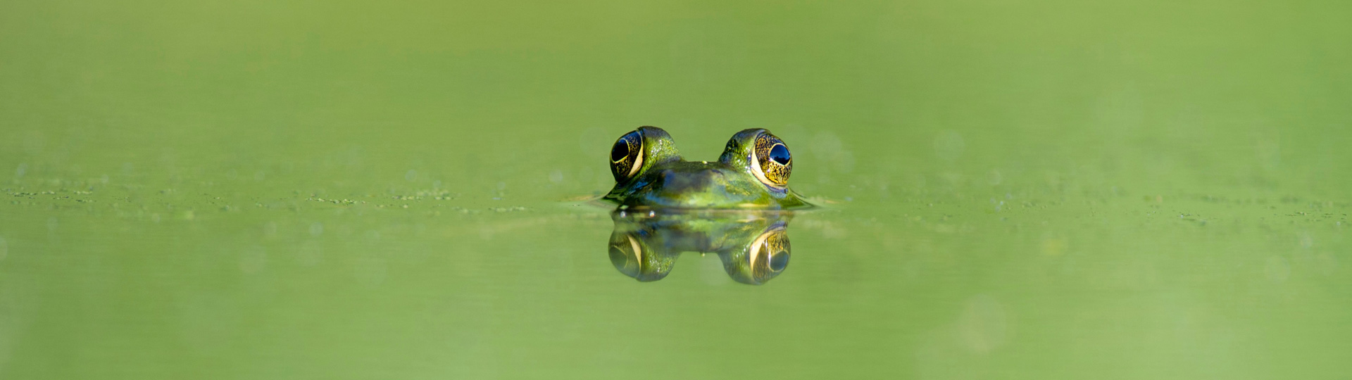 Grünes Wasser im Schwimmteich